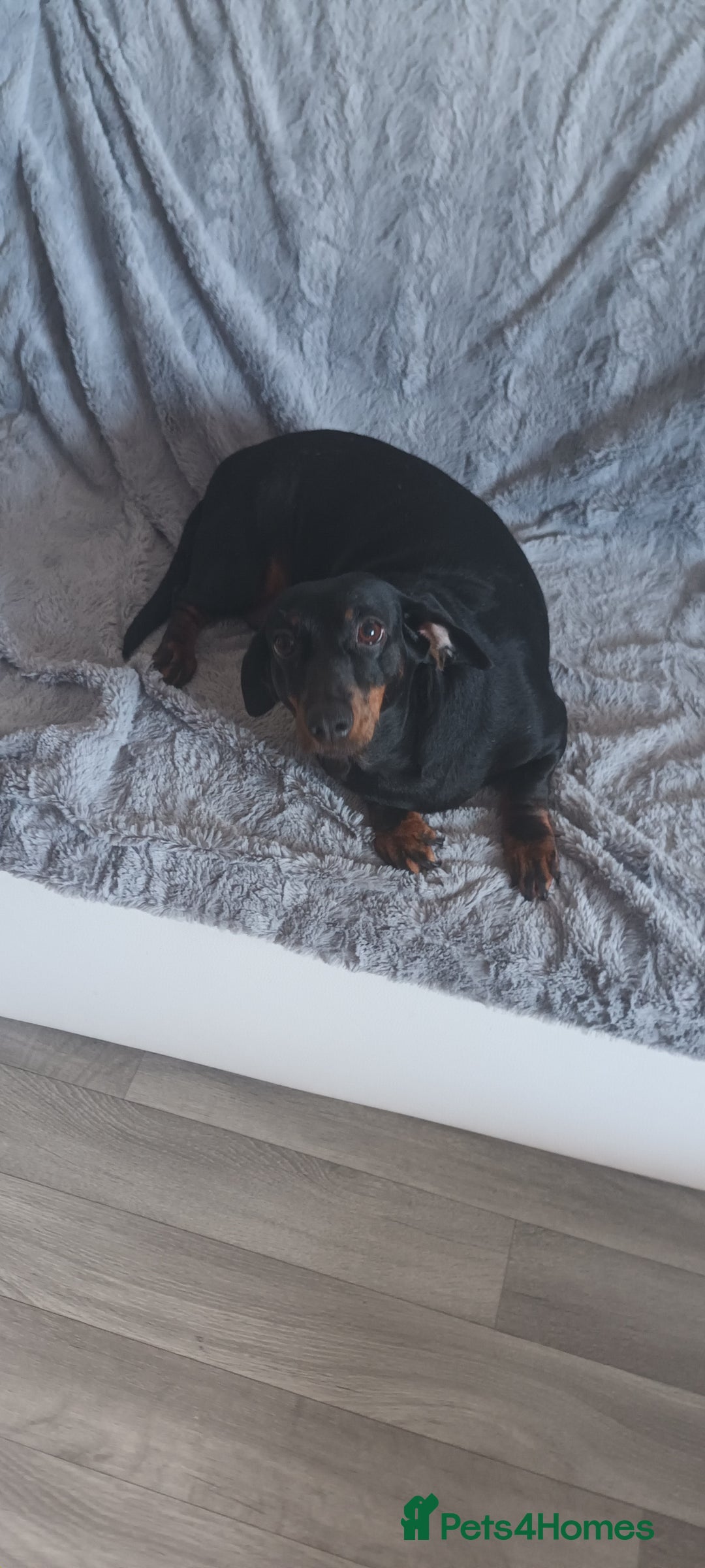 Dachshund dogs for sale: Dachsund girl  - Image 2