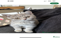 British Shorthair cats for sale: Silver tabby British short hair  - Image 2