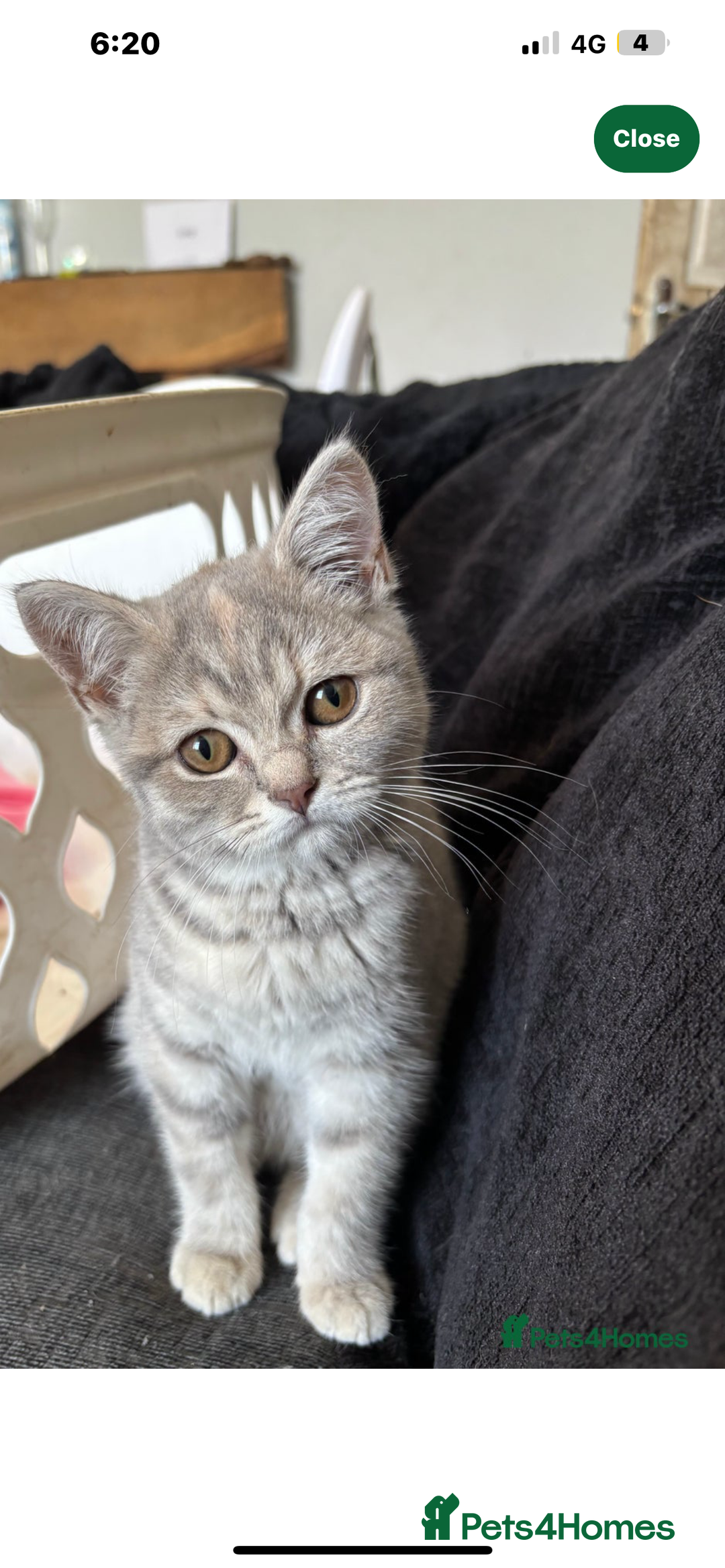 British Shorthair cats for sale: Silver tabby British short hair  - Image 2