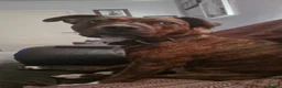 Mixed Breed dogs for adoption: Staffy×Rotty forever home needed in Spalding - Advert 5
