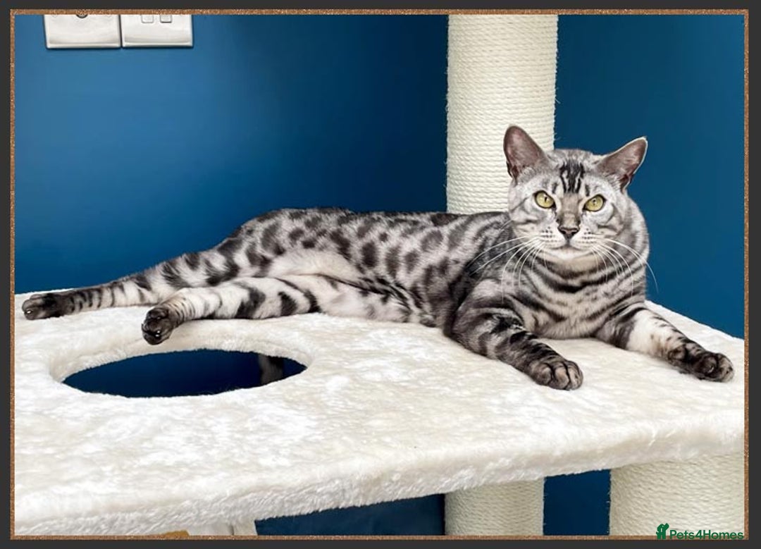 Bengal cats for sale: Silver Spotted Bengal Siblings Haja And Tala - Image 6