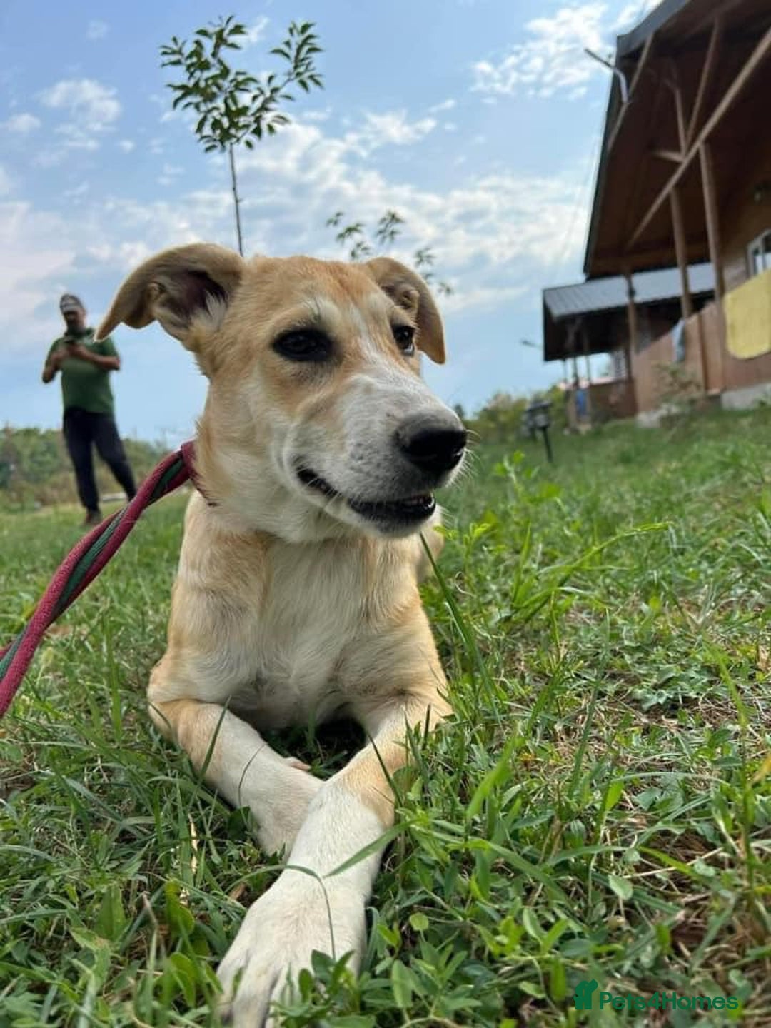 Mixed Breed dogs for adoption: Cristina - Norwich Norfolk  - Image 14