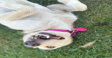 Mixed Breed dogs - Advert 16