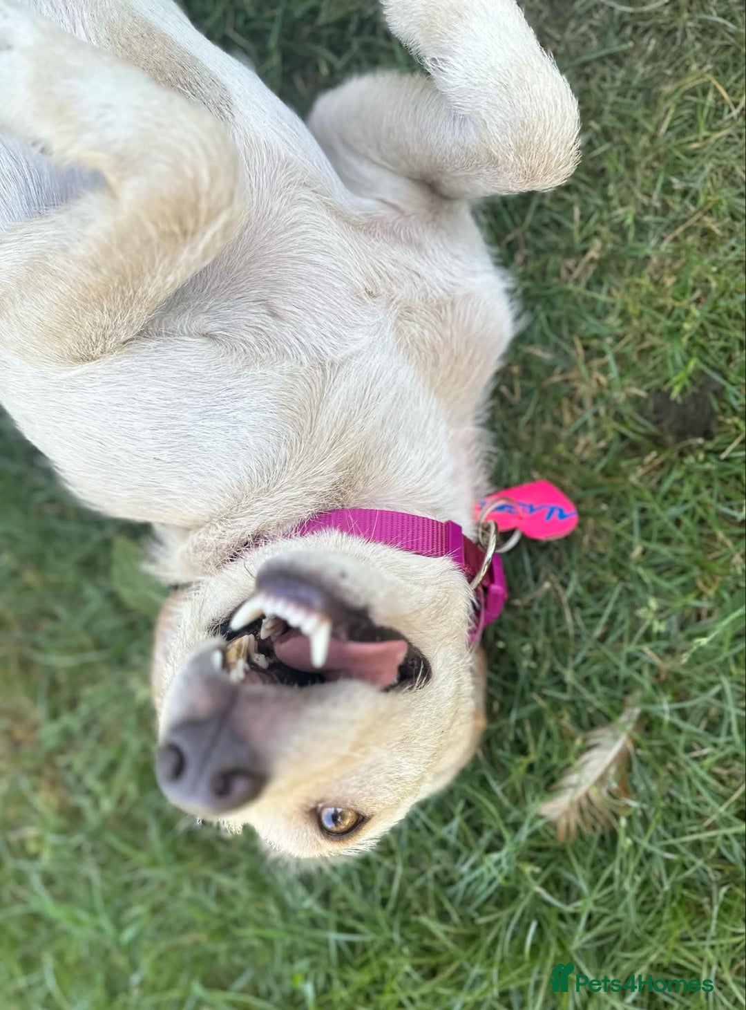 Mixed Breed dogs for sale: ALASKA–LOYAL, LOVING COMPANION YOUR ONE AND ONLY!  - Image 3