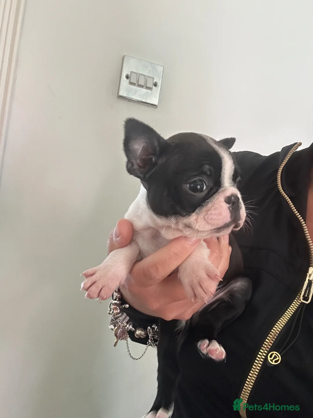 Boston Terrier dogs for sale: Kc reg Stunning full collar Boston terriers  - Advert 29