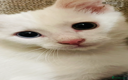 Mixed Breed cats for sale: Beautiful white odd eyed kitten - Image 4