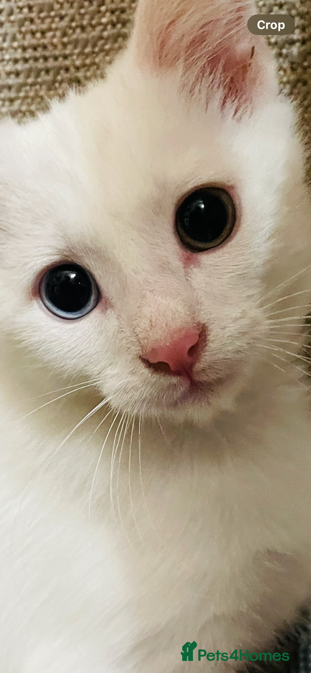 Mixed Breed cats for sale: Beautiful white odd eyed kitten - Image 4