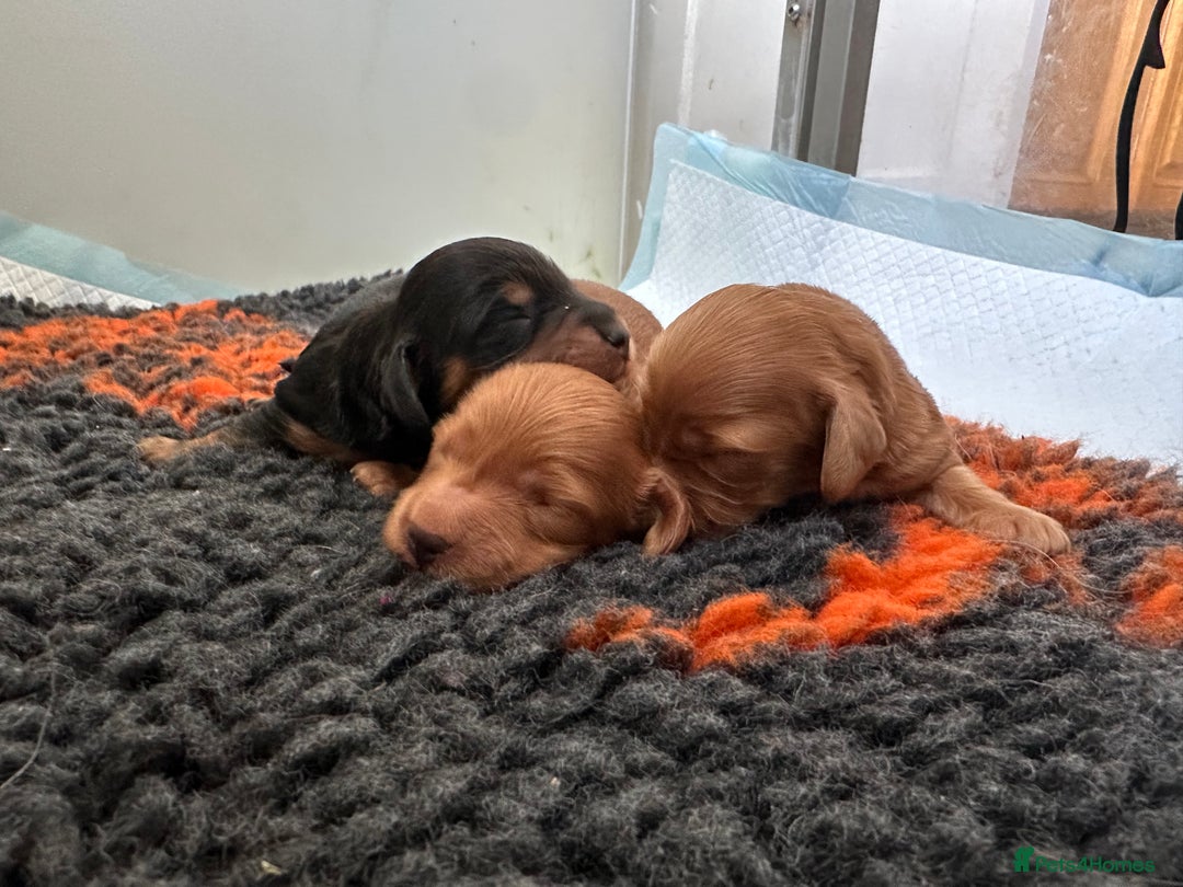 Miniature Dachshund dogs for sale: Exceptional Champion Bloodlines KC Registered PRA - Advert 3