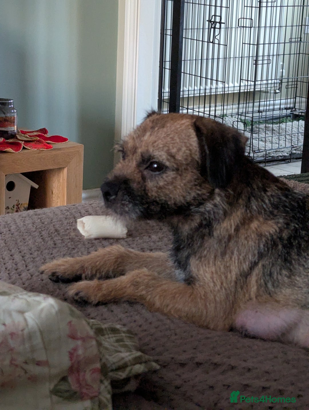 Border Terrier dogs for sale: KC Reg Border Terrier pups - Advert 2