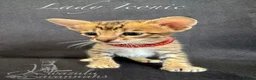 Savannah cats for sale: Exceptional Quality Tica Regist. Savannah kittns - Advert 27