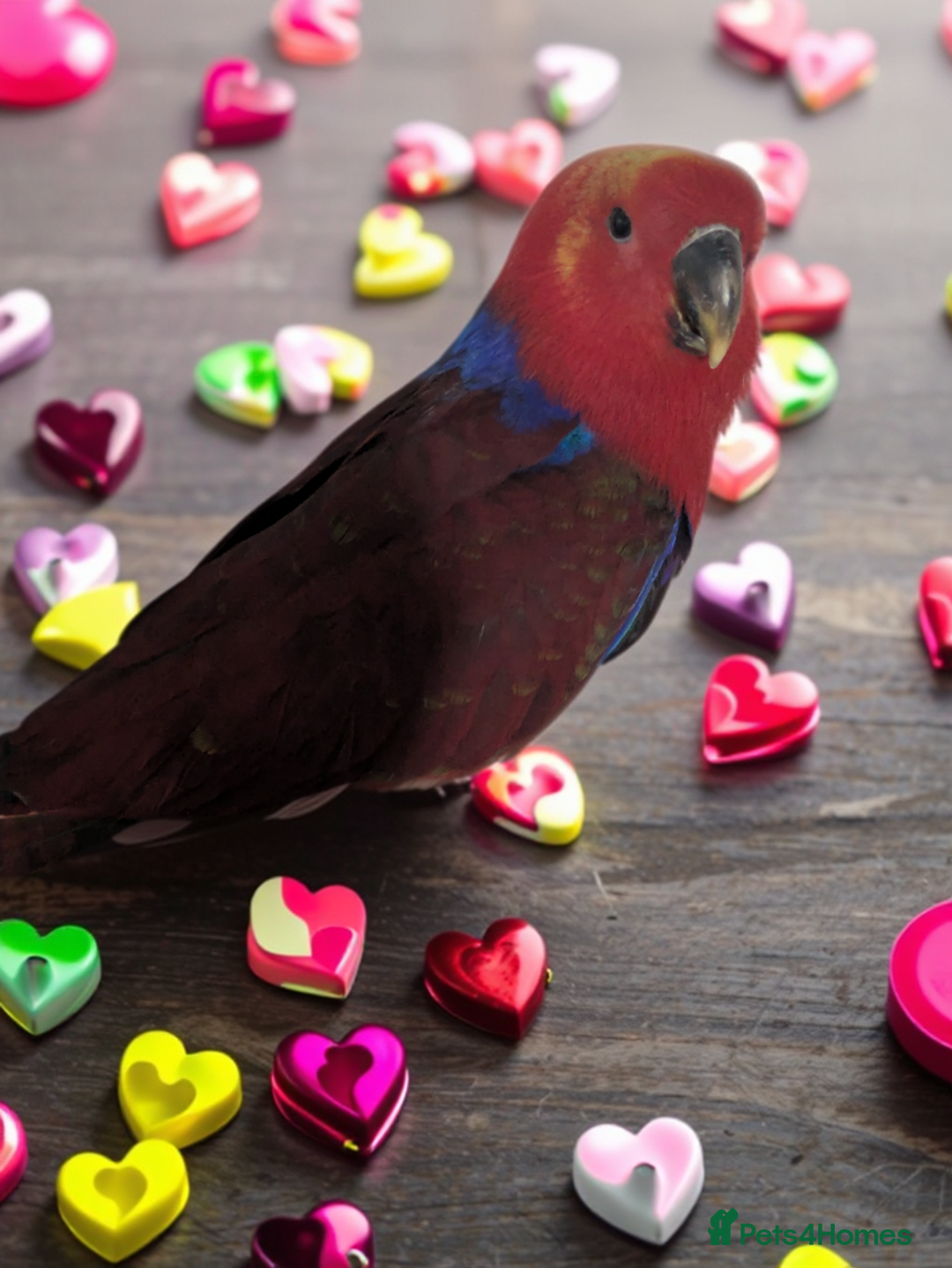 Lories birds for sale: Female eclectus 4 months old - Advert 5