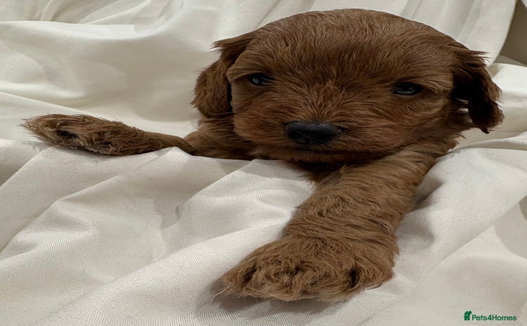 Cavapoo dogs - Advert 3