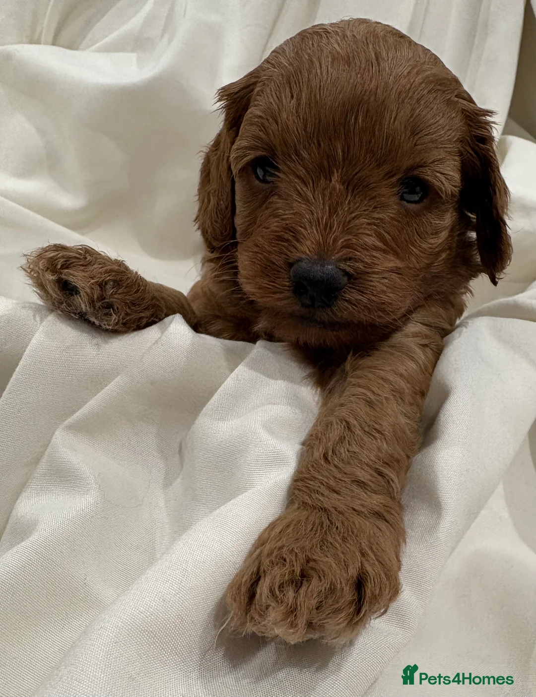 Cavapoo dogs for sale: Extensively DNA health tested and trained girl   - Advert 8