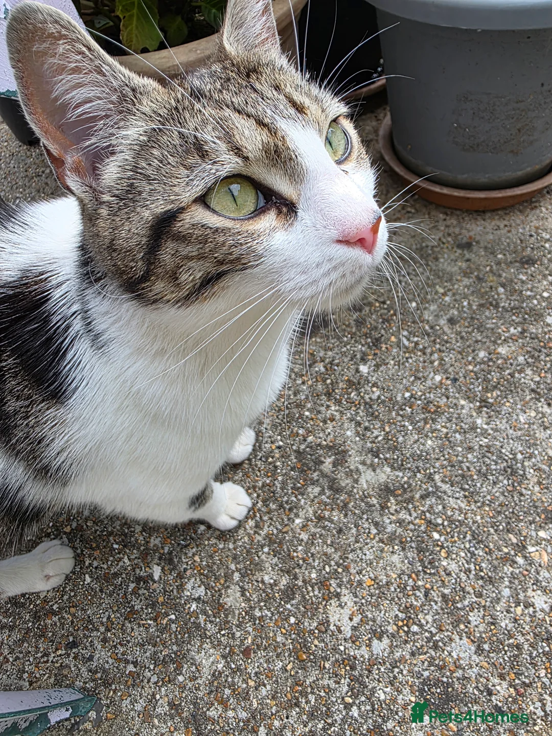 Mixed Breed cats for sale: Three Kittens for sale in London - Advert 2