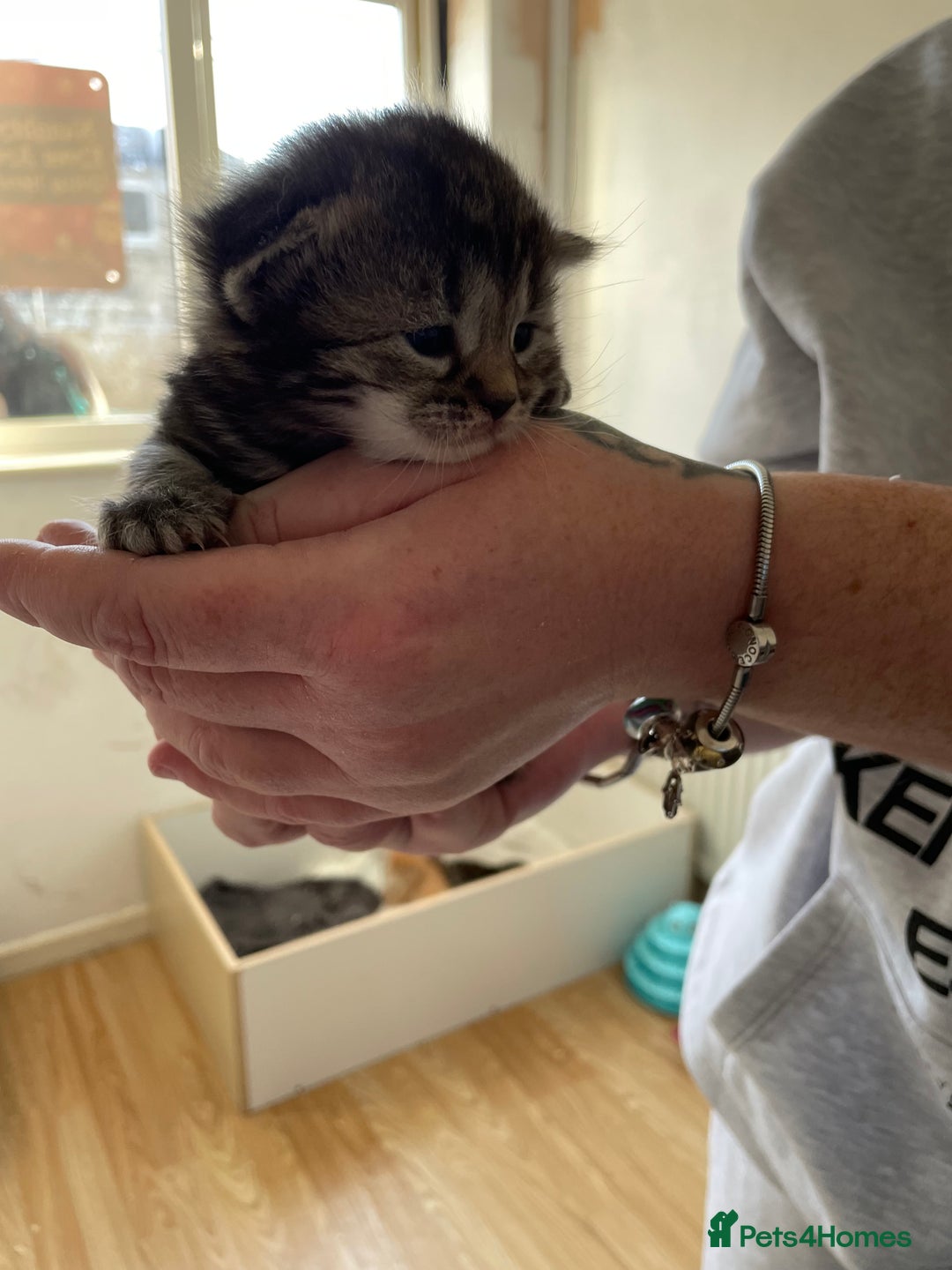 Mixed Breed cats for sale: Two separate litters  - Advert 6