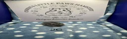 Hamster rodents for sale: Pedigree Winter White - Advert 3