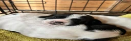 Mixed Breed dogs for sale: 2 jack spaniel pups  in Perth - Advert 3