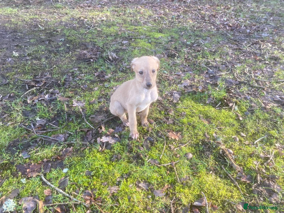 Mixed Breed dogs for sale: Saluki x greyhound  - Advert 7