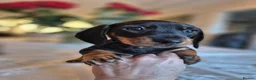 Dachshund dogs for sale: 💙 Miniature Dachshund Boy!💙 - Advert 7