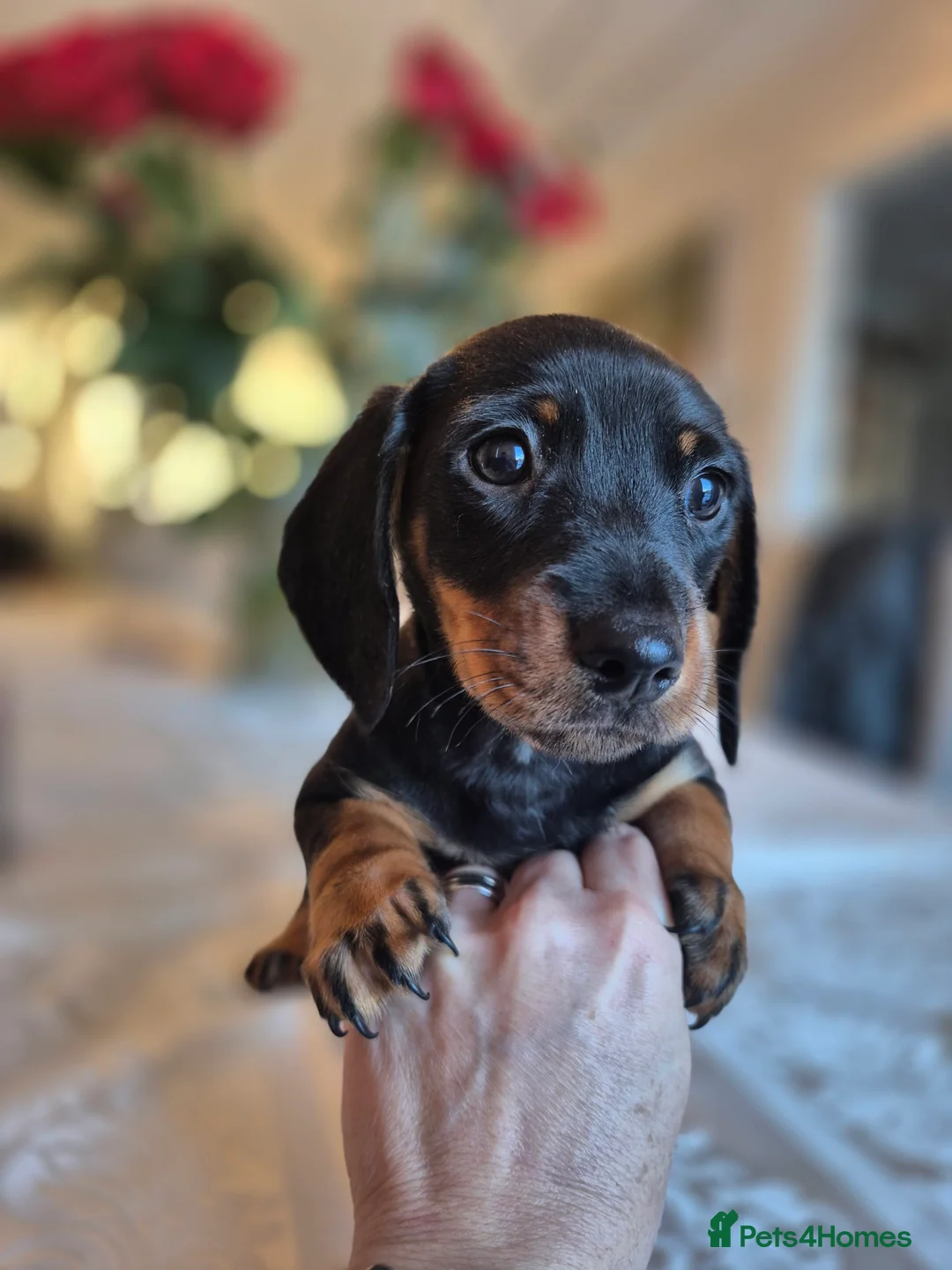 Dachshund dogs for sale: 💙 Miniature Dachshund Boy!💙 - Advert 7