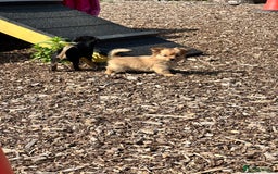 Chihuahua dogs for sale: Chihuahua X puppies  - Image 15