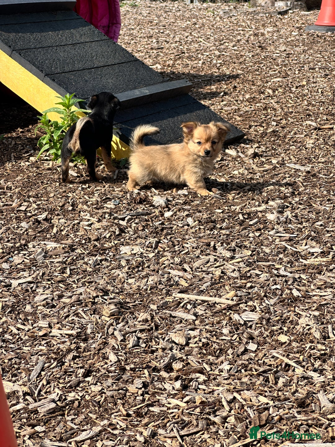 Chihuahua dogs for sale: Chihuahua X puppies  - Image 15