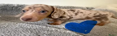 Miniature Dachshund Puppy 2