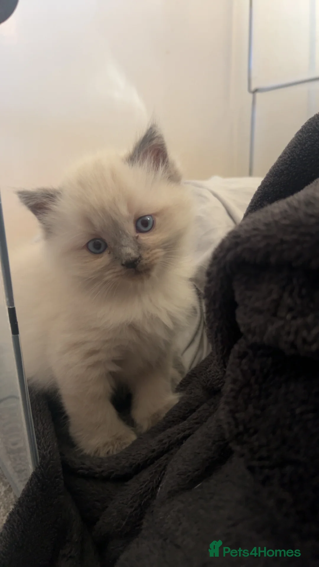Ragdoll cats for sale: BOY x ragdoll kitten - Advert 2