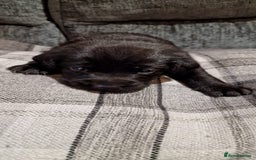 Labrador Retriever dogs for sale: KC Registered Black Lab (1 Girl, 1 boy remaining) - Image 12