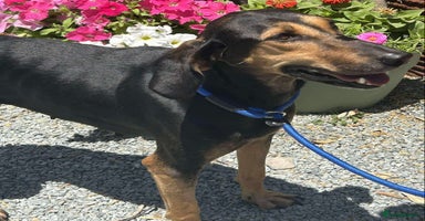 Mixed Breed dogs - Advert 6