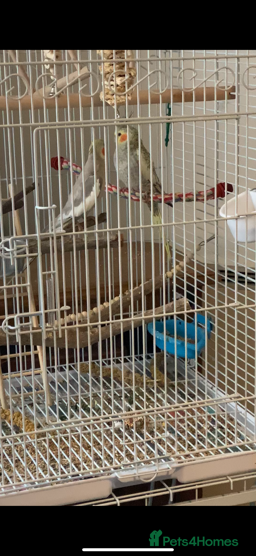 Cockatiels birds for sale: Male and Female pair of cockatiels  - Advert 6