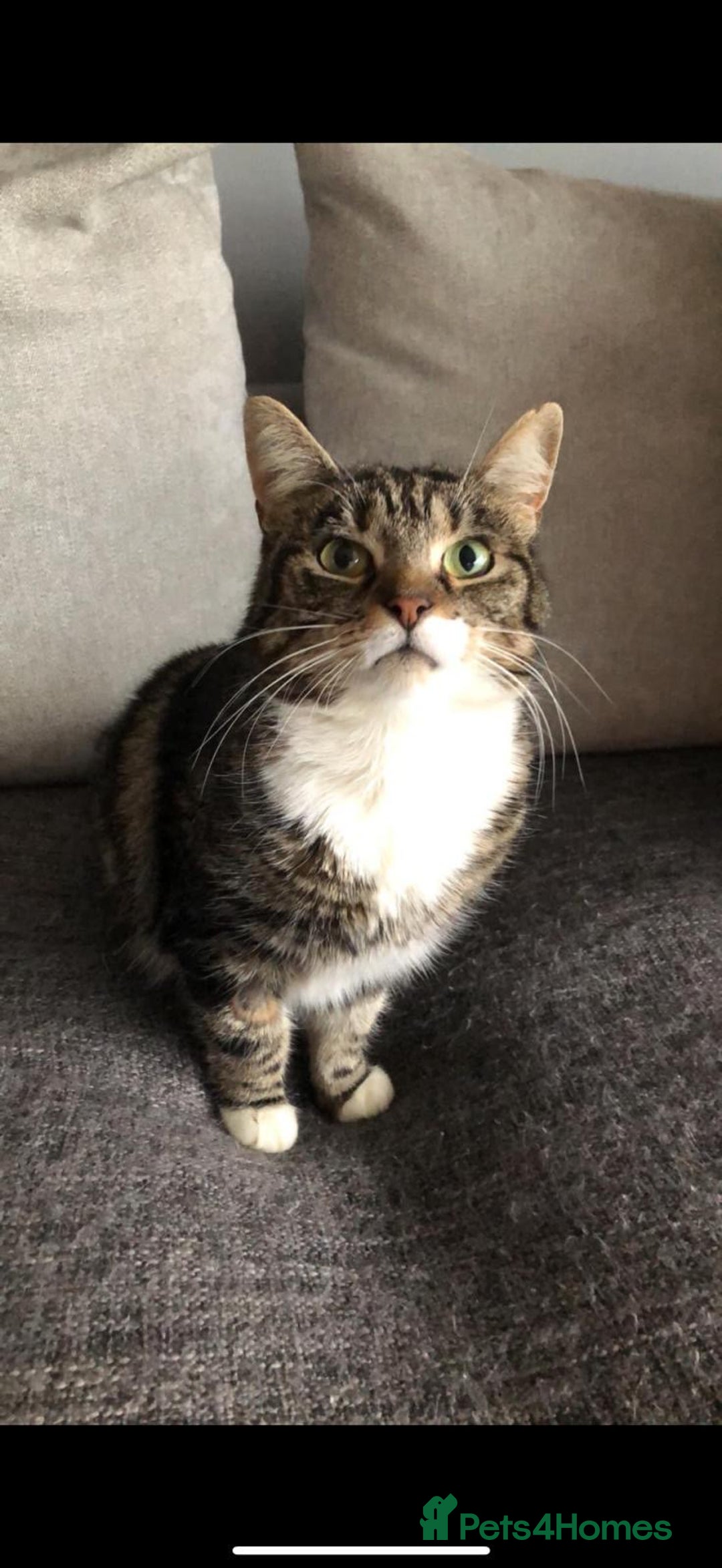 Mixed Breed cats for sale: 2 cats  - Advert 2