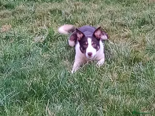 Border Collie dogs ISDS Registered Red Border Collie Bitch - Advert 1