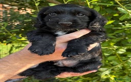 Cocker Spaniel dogs for sale: Show Type Cocker Spaniels - Image 1