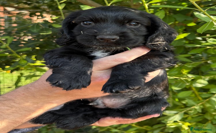 Cocker Spaniel dogs - Advert 6