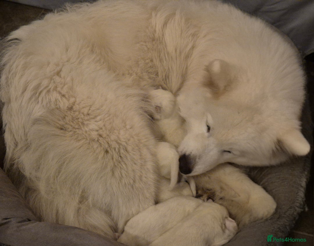Samoyed dogs for sale: Samoyed Puppies, KC Registered & Health Screened - Advert 4