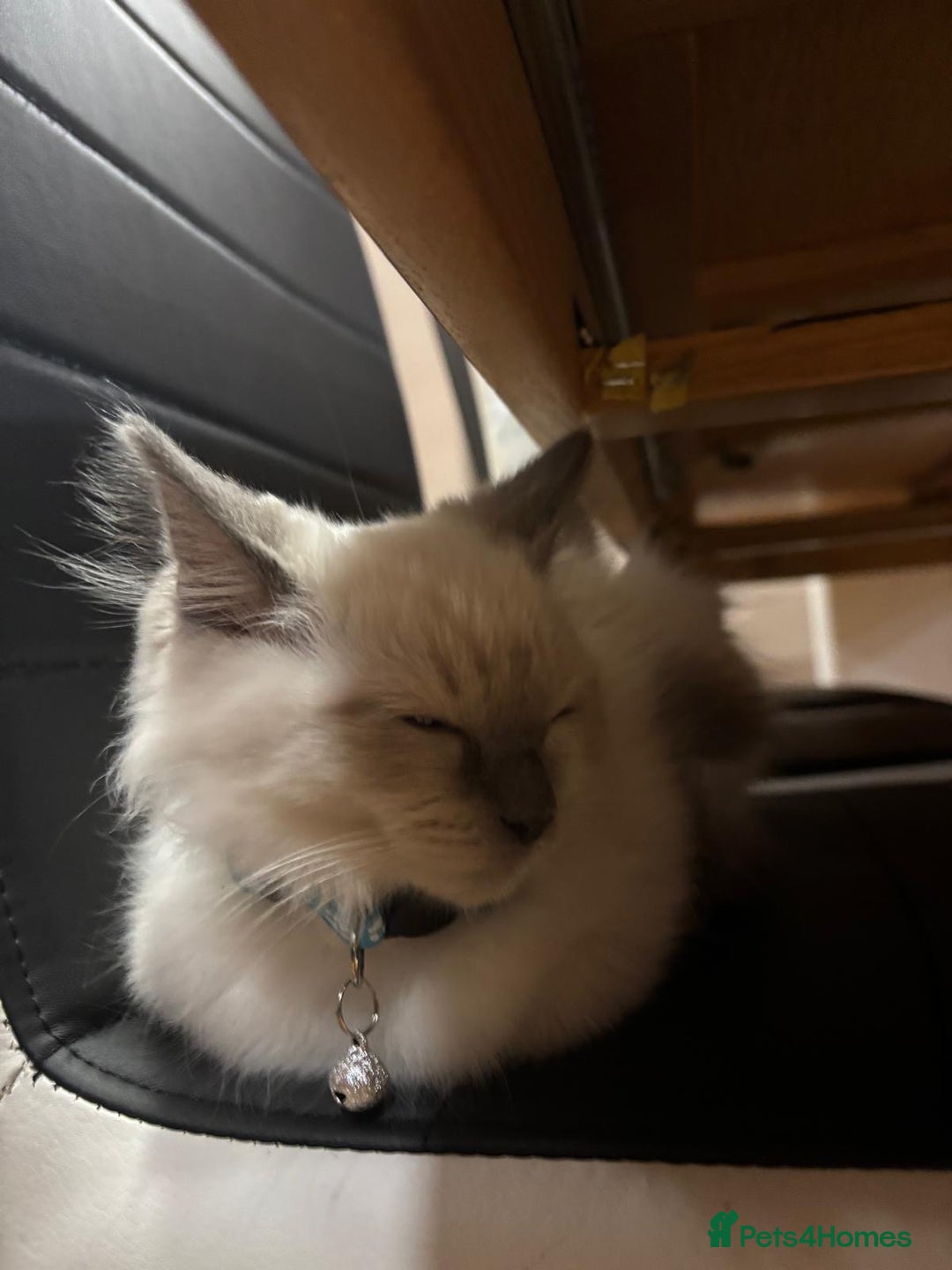 Ragdoll cats for sale: 2 male ragdolls for sale  - Advert 3