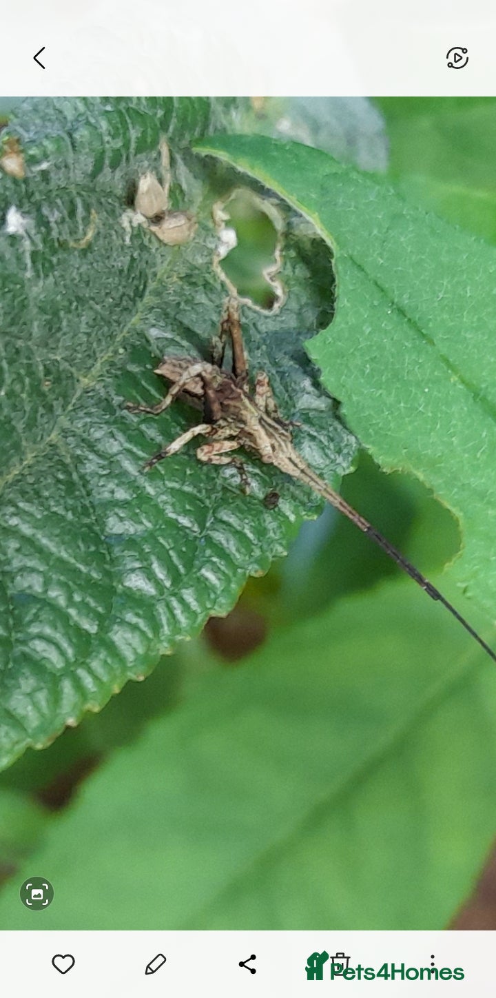 Mixed Breed invertebrates Dead leaf katydid - Advert 2