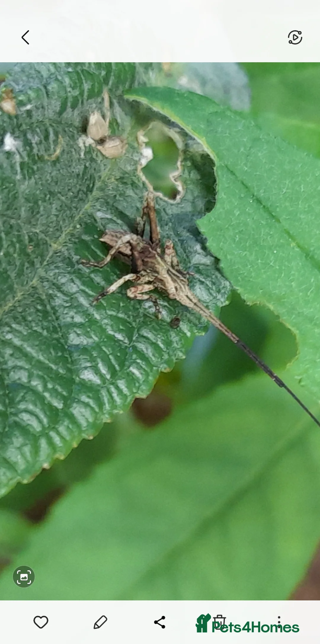 Mixed Breed invertebrates for sale: Dead leaf katydid - Advert 2