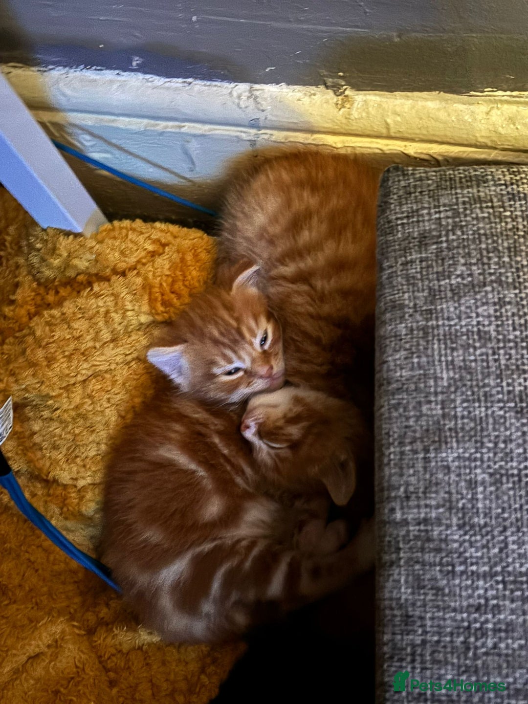 Mixed Breed cats for sale: 2 ginger males - Image 2