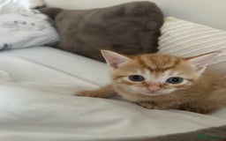 Mixed Breed cats for sale: Beautiful Kittens for sale - Image 6