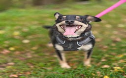 Mixed Breed dogs for adoption: 💖🐶 BUKA 🐶💖 - Image 20