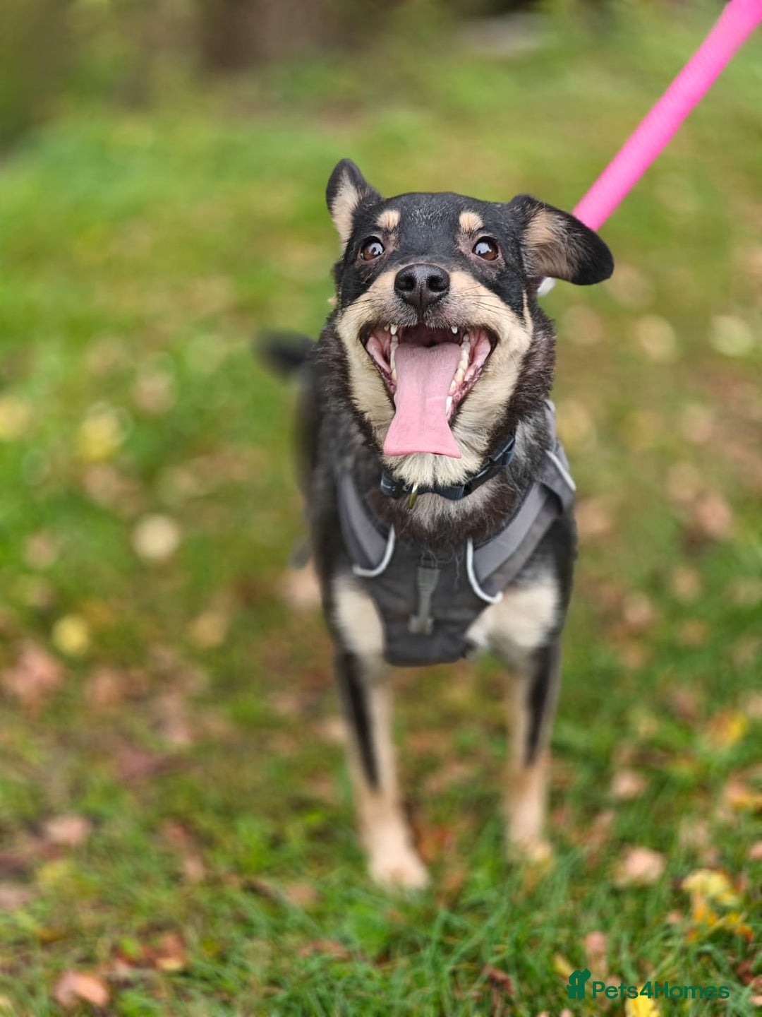 Mixed Breed dogs for adoption: 💖🐶 BUKA 🐶💖 - Image 20