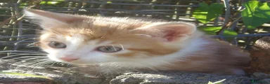 Kitten 2 - Ginger and white female.