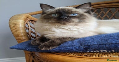 Ragdoll cats - Advert 9