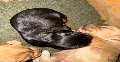 Cocker Spaniel dogs - Advert 8