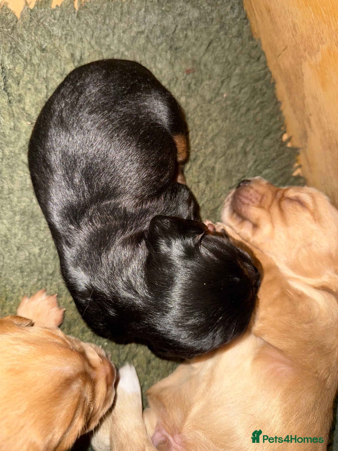 Cocker Spaniel dogs for sale: Quality KC registered FTC Working Cocker Spaniels - Image 3