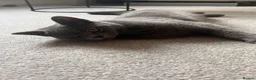 British Shorthair cats for sale: Female British short hair 1.2 years old grey/blue in Hinckley - Advert 2