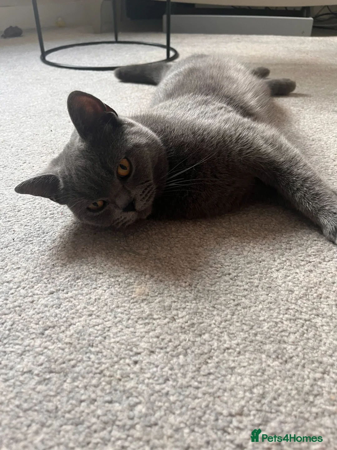 British Shorthair cats for sale: Female British short hair 1.2 years old grey/blue in Hinckley - Advert 2