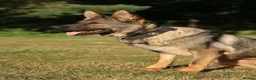 German Shepherd dogs for sale: Beautiful Trained Sable German Shepherd - Advert 11